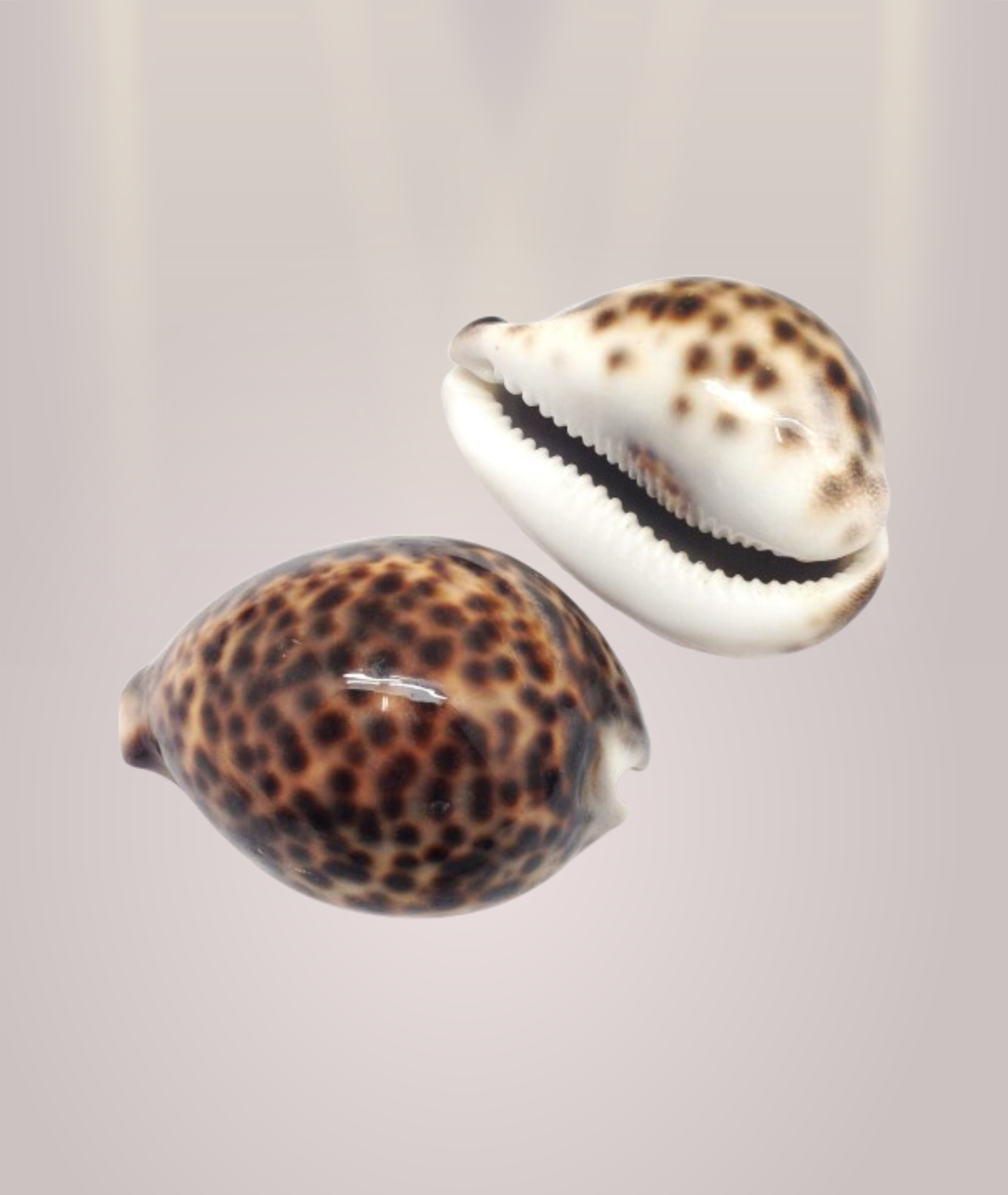 Kuber Kauri / Tiger Kaudi Shells